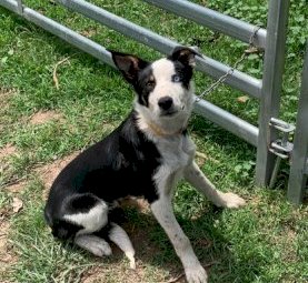 Border Collie Working Dogs