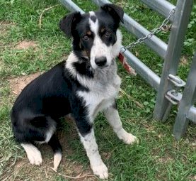 Border Collie Working Dogs