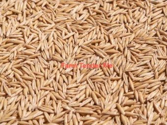28 mt Feed Oats