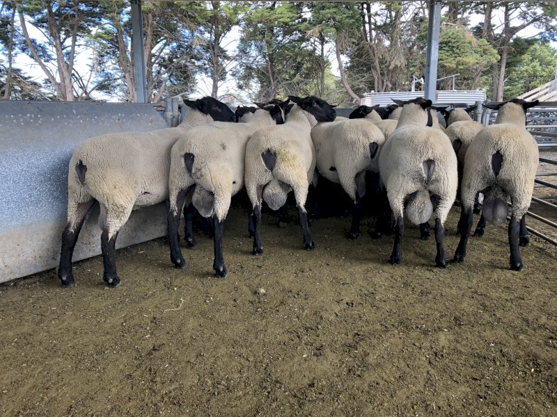 25 Suffolk Rams