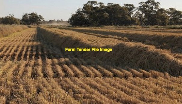Rice Straw 8x4x3 Bales