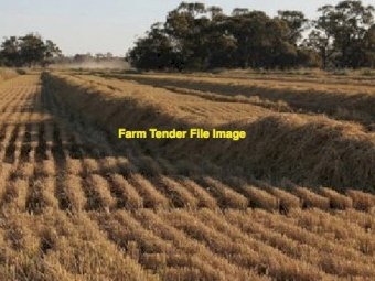 Rice Straw 8x4x3 Bales