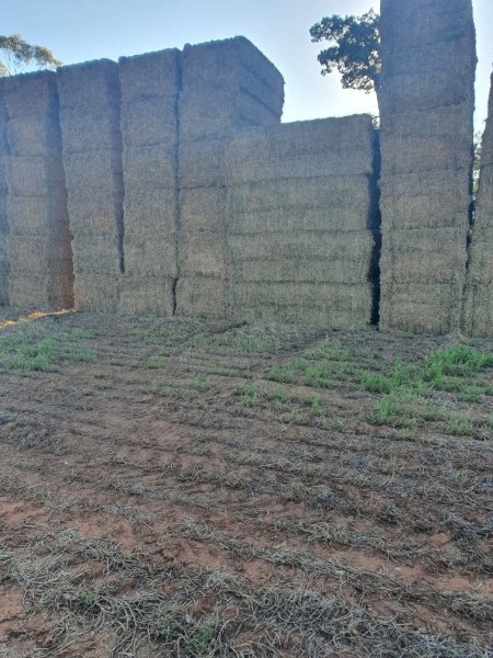 New Season Vetch Hay 8x4x3 Bales