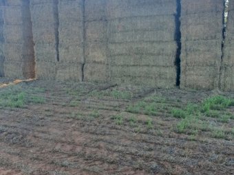 New Season Vetch Hay 8x4x3 Bales
