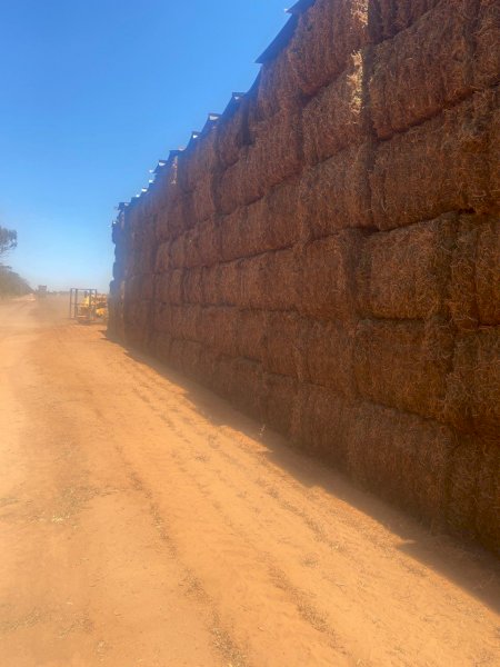 OLD SEASON VETCH HAY CAPPED  8x4x3 Bales