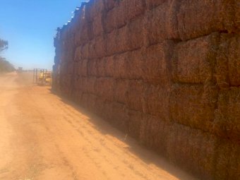OLD SEASON VETCH HAY CAPPED  8x4x3 Bales