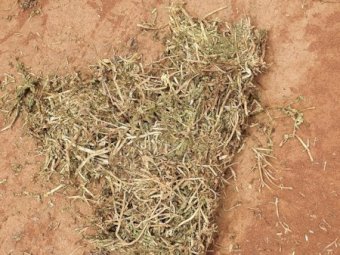 OLD SEASON VETCH HAY CAPPED  8x4x3 Bales