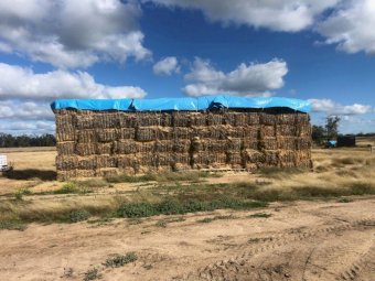 Barley Straw Header Trail New Season 8x4x3 Bales 1200 mt available