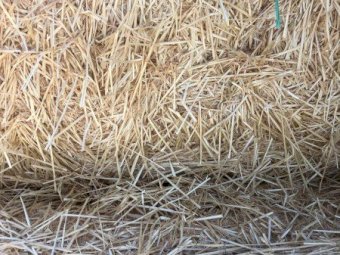Barley Straw Header Trail New Season 8x4x3 Bales 1200 mt available