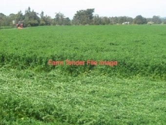 WANTED Lamb agistment  (Payment in advance)