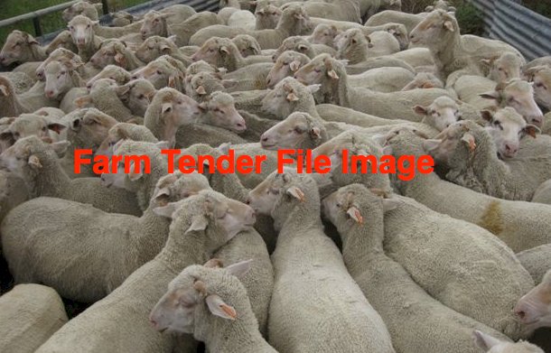 Wether & Ram Lambs x 20