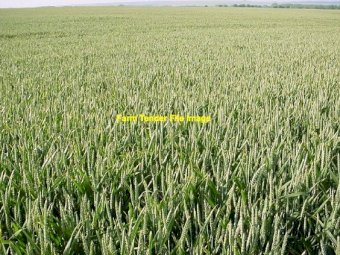 Standing Wheaten/Rye Hay