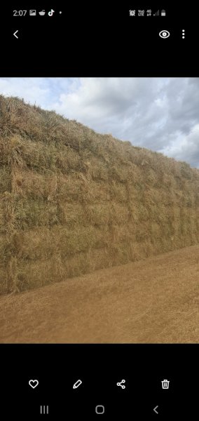 New Season Barley Hay 8x4x3 Bales