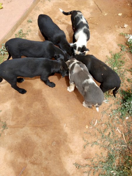 Koolie Pups Quick sale