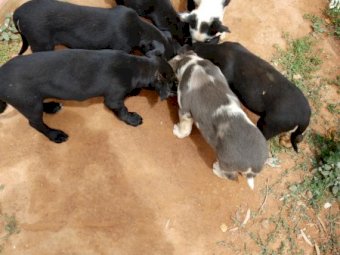 Koolie Pups Quick sale