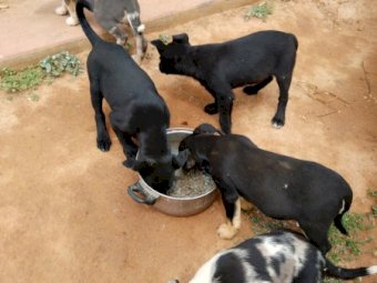 Koolie Pups Quick sale