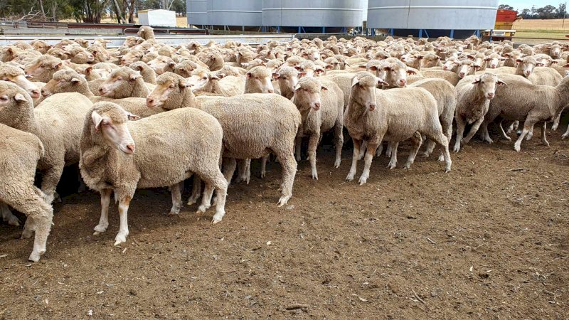 460 Dohne X Merino Ewes NSM