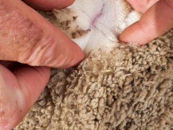 460 Dohne X Merino Ewes NSM