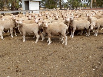 460 Dohne X Merino Ewes NSM