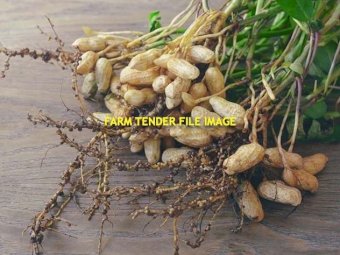 WANTED Peanuts VK4 & VK6