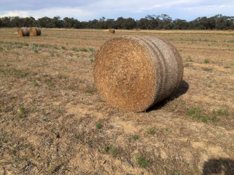 40mt A1 Vetch Hay 380-400 5x4 Rolls (New Season 21/22)