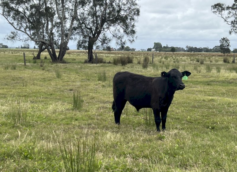 80 Mixed Sex Crossbred Weaners