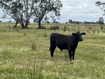 80 Mixed Sex Crossbred Weaners