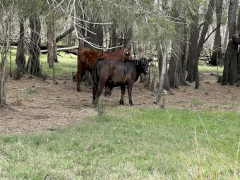 80 Mixed Sex Crossbred Weaners