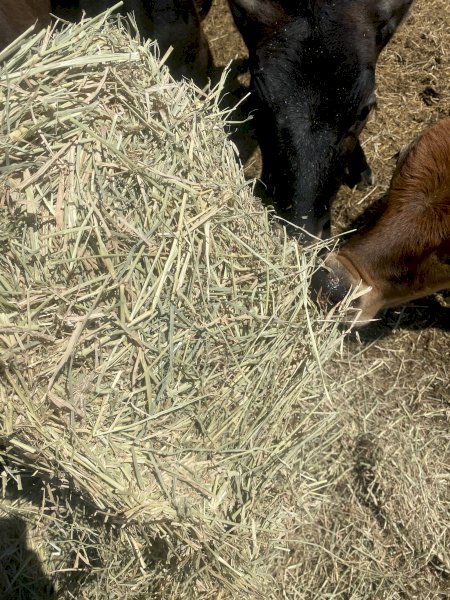 21/22 Rhodes Grass 8x4x3 Hay Bales