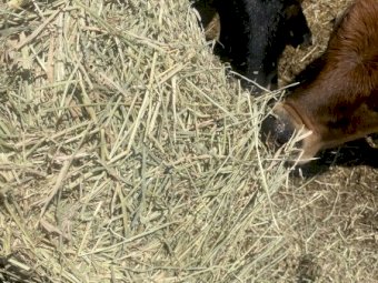 21/22 Rhodes Grass 8x4x3 Hay Bales