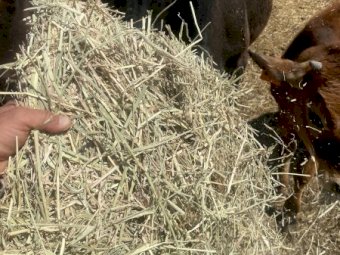 21/22 Rhodes Grass 8x4x3 Hay Bales