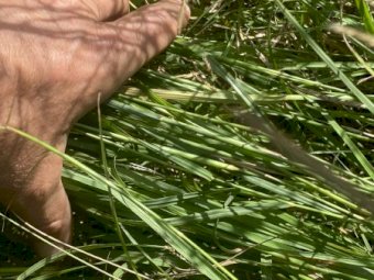 21/22 Rhodes Grass 8x4x3 Hay Bales