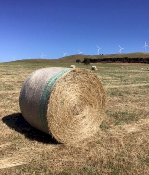 Pasture hay