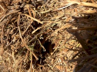 40mt A1 Vetch Hay 380-400 5x4 Rolls (New Season 21/22)