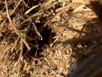 40mt A1 Vetch Hay 380-400 5x4 Rolls (New Season 21/22)