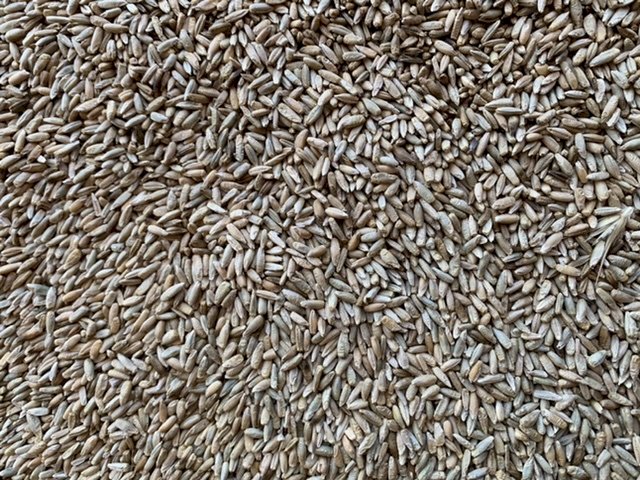 44 mt  Bevy Cereal Rye
