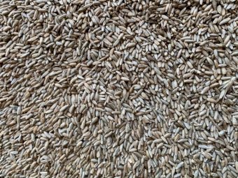 44 mt  Bevy Cereal Rye