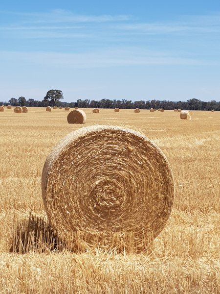 Oaten Header Trail Straw Rolls