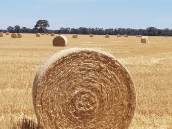 Oaten Header Trail Straw Rolls