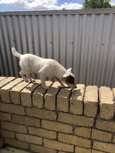 Jack Russell  Tan and White Bitch