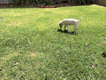 Jack Russell  Tan and White Bitch