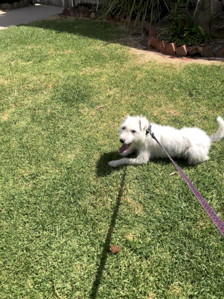 Jack Russell Male Dog