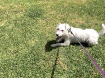 Jack Russell Male Dog