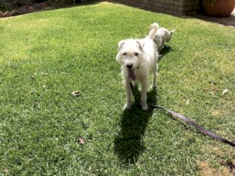 Jack Russell Male Dog