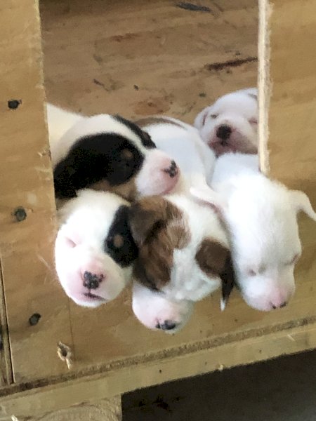 Jack Russell Tan and White Pup