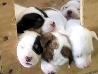 Jack Russell Tan and White Pup