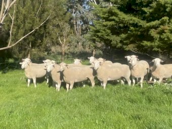WAKELEIGH WHITE SUFFOLK FLOCK RAMS  - 44 Lots - See Catalogue button below