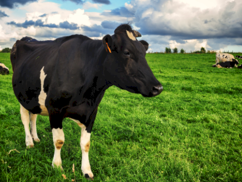 Pasture Booster ex Geelong - 20 tonnes available