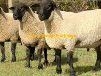WANTED 8 Suffolk Rams