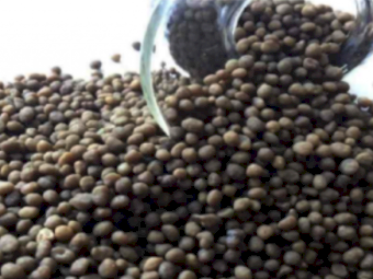 **Great Price** DAP - Ex Geelong - January Collection